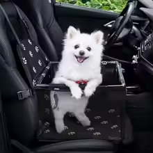 Lille hund sidder i bilsædet i bilen