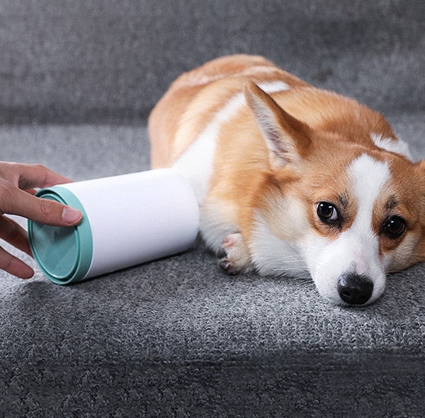 Corgi får vasket poten i potevaskeren