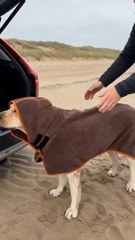 Hund i tørrekåbe efter en tur på stranden